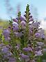 Physostegia virginiana
